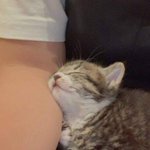 Photo by Obsessed with cats (@CatssObsessed)