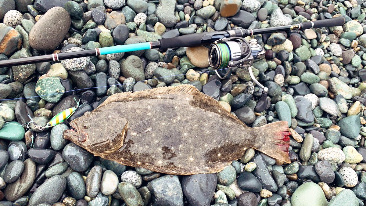 angler__YU's tweet photo. 釣行から少し時間経ったけど😅僕がサーフの釣りにハマるきっかけになった平べったい魚がようやく釣れてくれました🤣

#zeak 
#s_bit
#ヒラメ https://t.co/PRJ25YAMWY