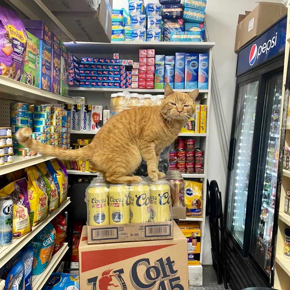 Bodegacats_'s tweet photo. https://t.co/XYxkrGjkG0
