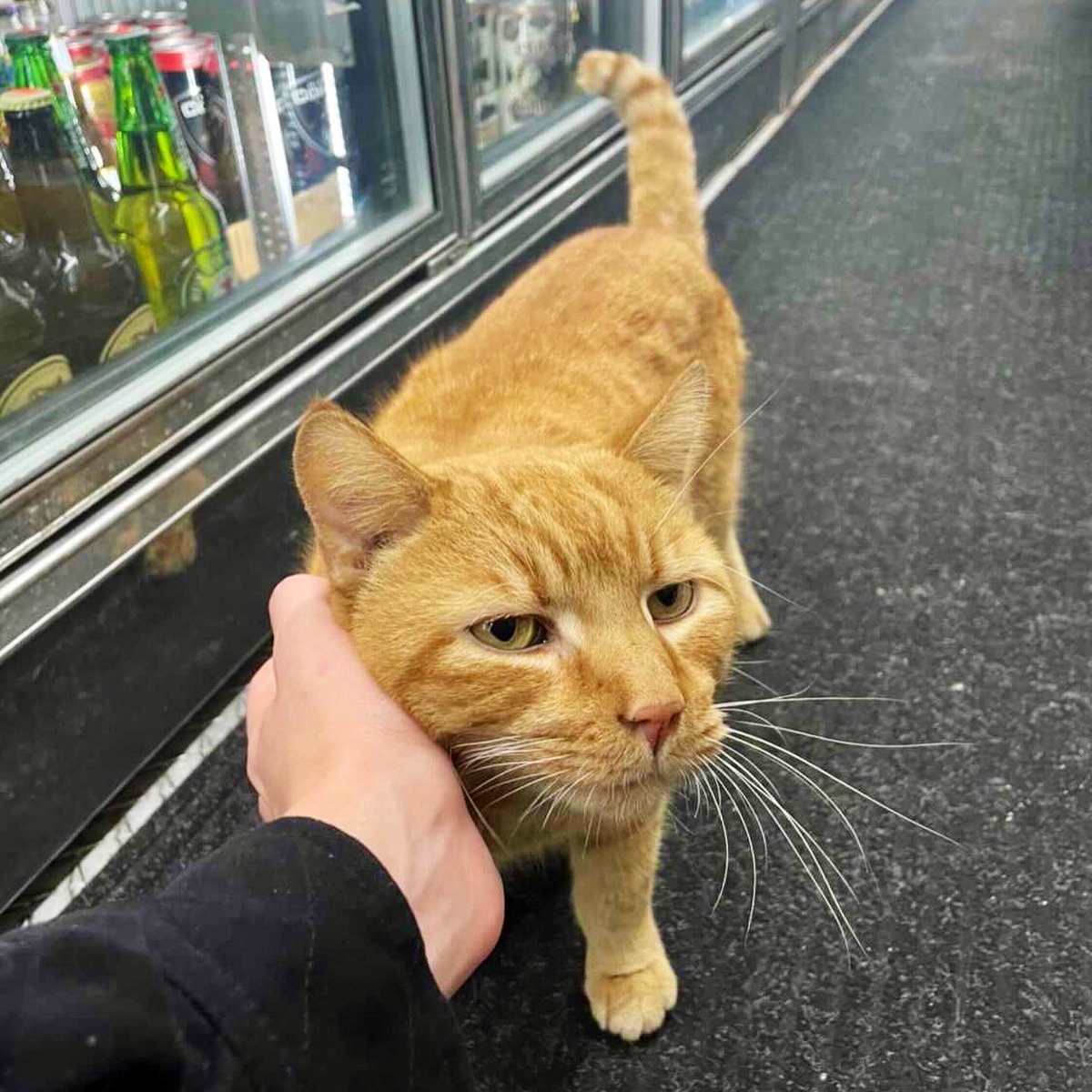 Bodegacats_'s tweet photo. https://t.co/XYxkrGjkG0
