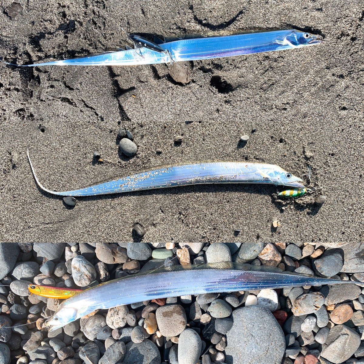 angler__YU's tweet photo. 10月に釣れくれた魚達🐟シーバス、タチウオ、初魚種のメッキ、調べても分からなかった謎の新魚種😂多分テンジグアジ！？🤔これから寒い季節になるけど全力で釣りを楽しみたい🙆‍♂️ https://t.co/PqMmVqanPw