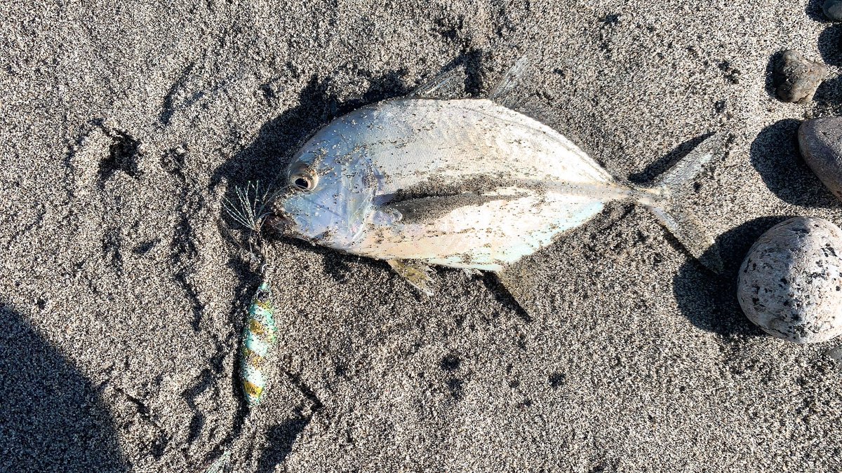 angler__YU's tweet photo. 10月に釣れくれた魚達🐟シーバス、タチウオ、初魚種のメッキ、調べても分からなかった謎の新魚種😂多分テンジグアジ！？🤔これから寒い季節になるけど全力で釣りを楽しみたい🙆‍♂️ https://t.co/PqMmVqanPw