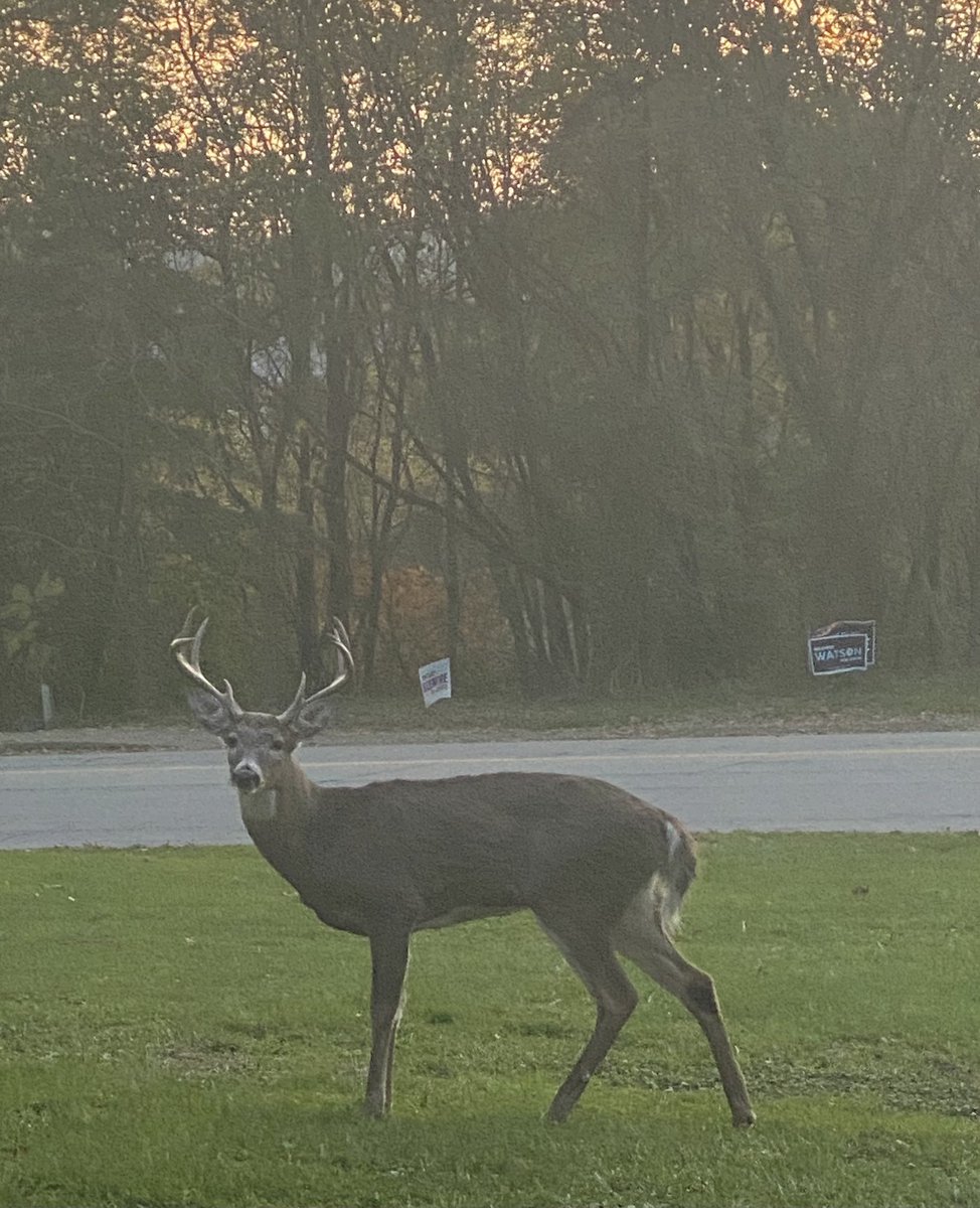 DavidVorp's tweet image. Nothing to see here. Just a 10-point buck taking a stroll at the corner of Kirkpatrick and Bentley in the Hill District of downtown #Pittsburgh (the red pin in map).