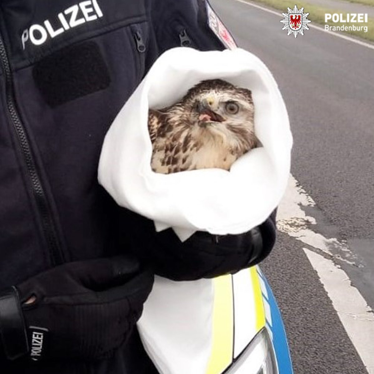 PolizeiBB's tweet photo. #AufStreife fiel unseren Kollegen heute Mittag auf der #L141 zwischen #Zernitz und #Stüdenitz (OPR) ein verletzter Greifvogel auf. Sie hielten an, sorgten sich um das verletzte Tier und informierten die Tierauffangstation, die den Greifvogel letztlich in Obhut nahm. https://t.co/prxgXXHqL1