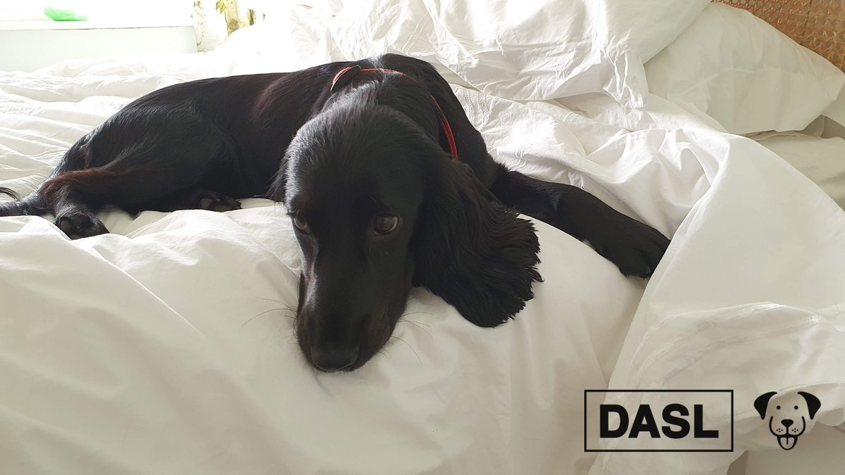 lab577's tweet image. Perdy's deep in thought dreaming of the paw-fect stud who she'll love furever

#DASLDog