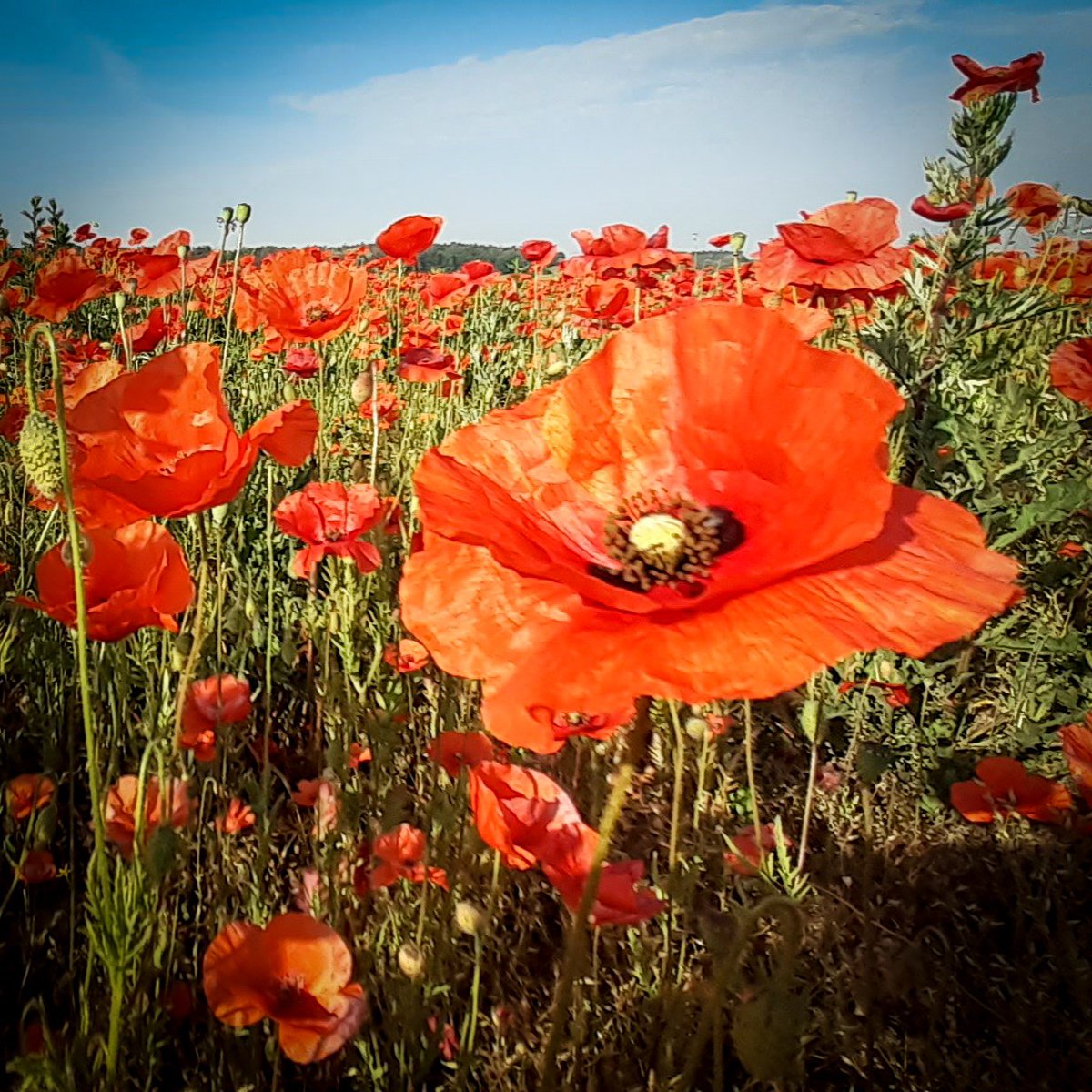 #RemembranceDay - every day