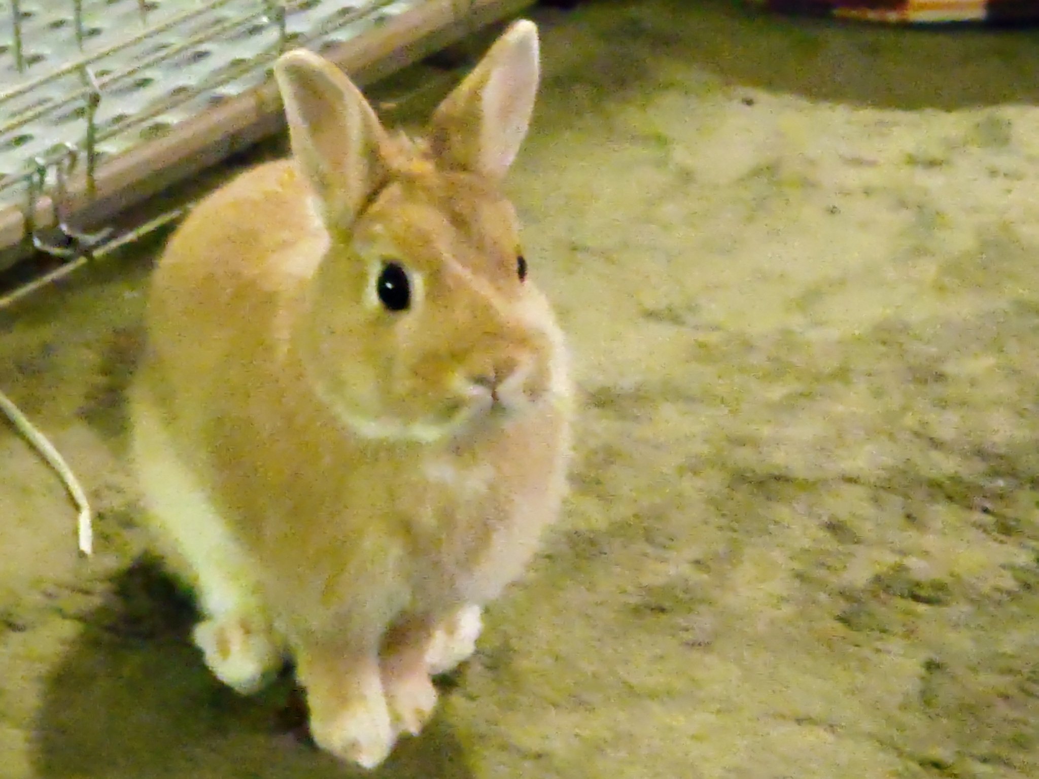 Tweets With Replies By 星うさぎ Sxwckdqloue17xm Twitter