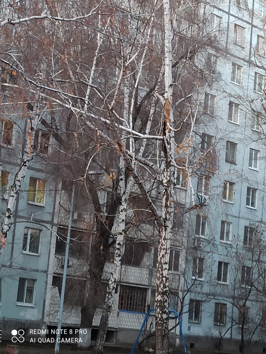 uliamalova's tweet photo. @promadm @SODEDDS @E_Lapushkina @D_Azaroff @7Ratkevich @MP_Blago63 Вот это. Но таких на площадке много, с сухими ветками, опилку последний раз делали лет 6 назад https://t.co/ZccTm2hQ49