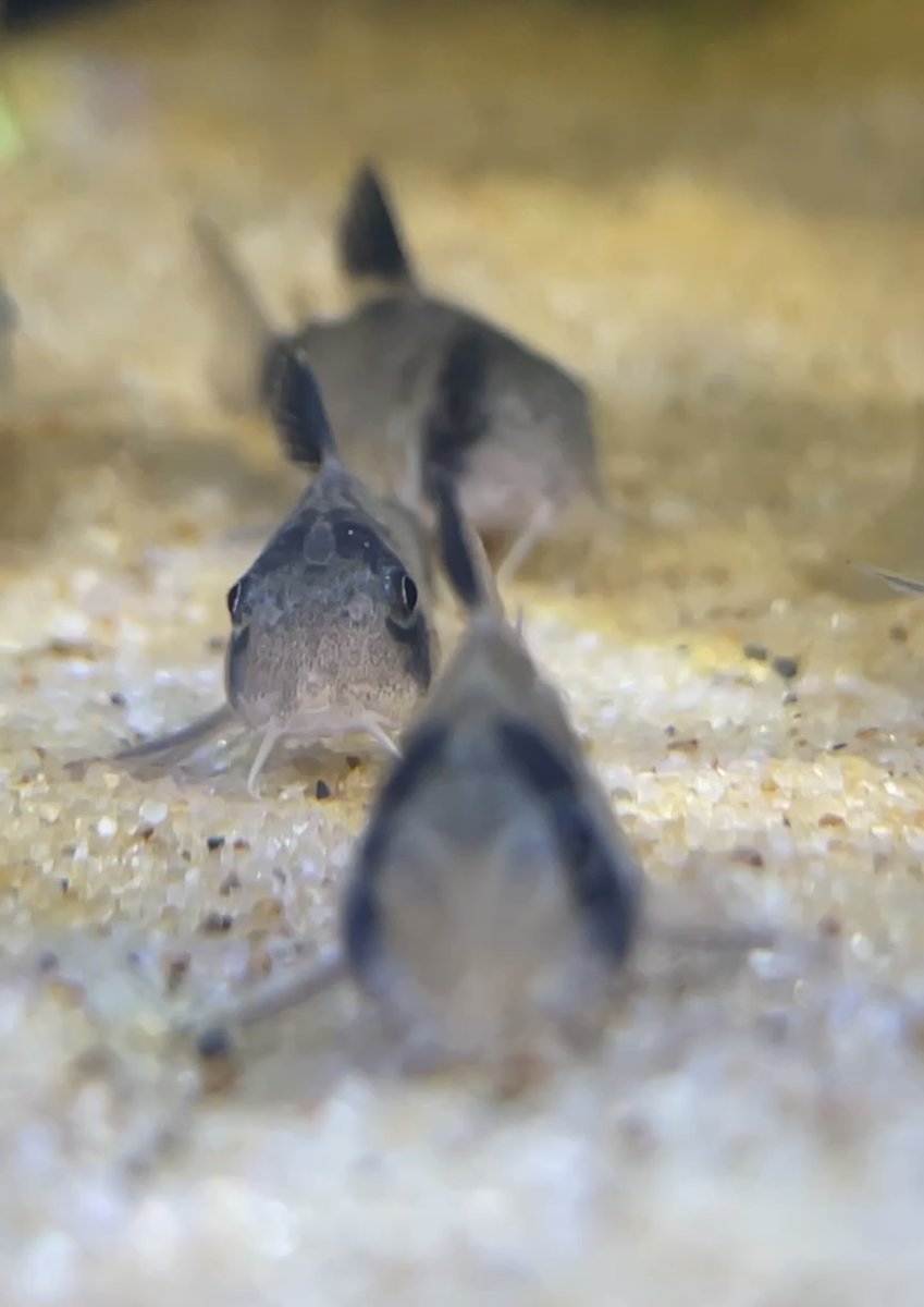 seachem's tweet image. The tiny stars of the show from last week's display tank.

#seachem #aquavitro #aquarium #corycatfish #corycats