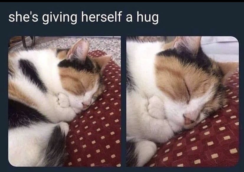 WholesomeMeme's tweet photo. https://t.co/i8B9iKWFRP