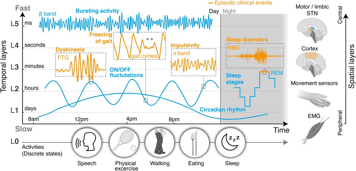 GerdTinkhauser's tweet image. Dear all, check our perspective article on closed-loop DBS control strategies. Great work together with my friend @EdMoraud.
Controlling Clinical States Governed by Different Temporal Dynamics With Closed-Loop Deep Brain Stimulation: A Principled Framework frontiersin.org/article/10.338…