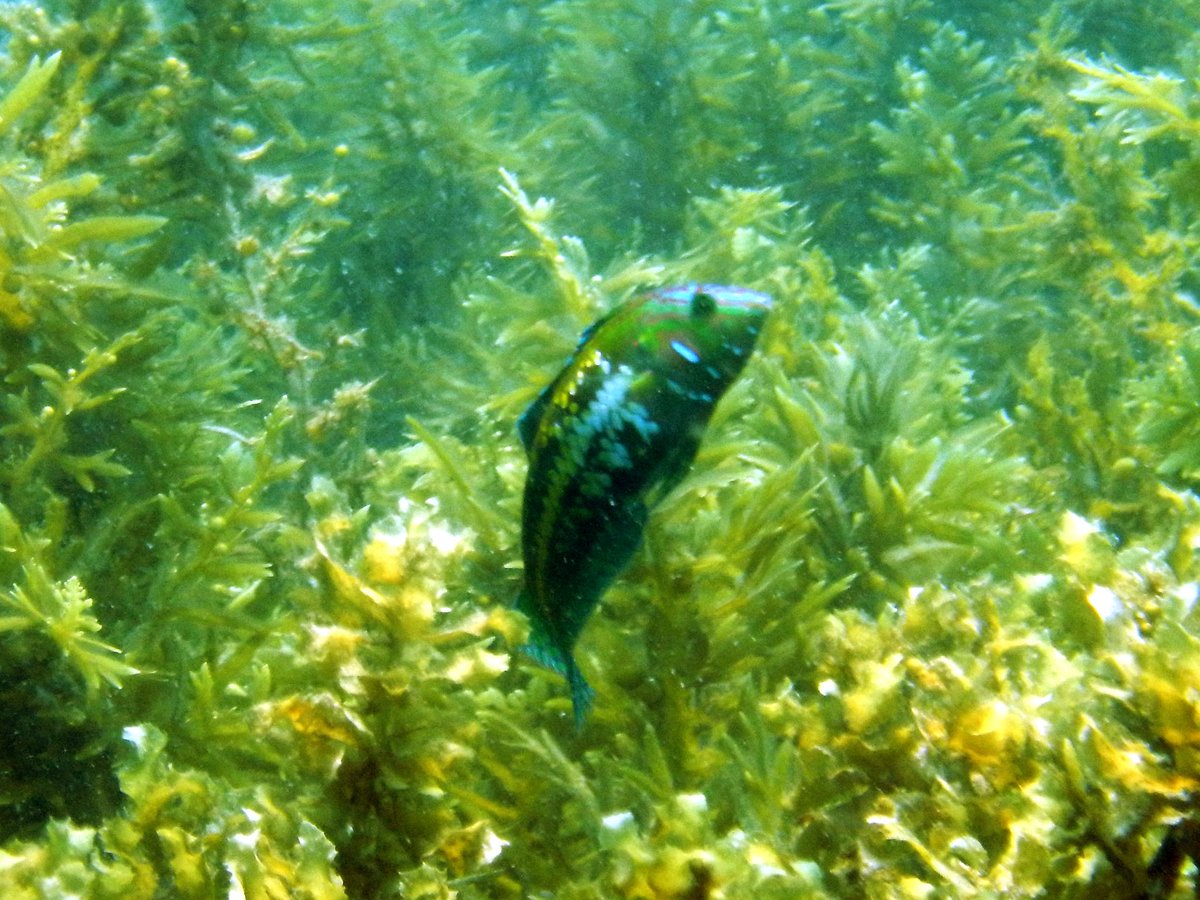FultoFish's tweet photo. @WestOzFish Very tricky to photograph indeed! My best effort at a TP in the Sargassum meadows at Ningaloo https://t.co/Bjd1X4UFUe