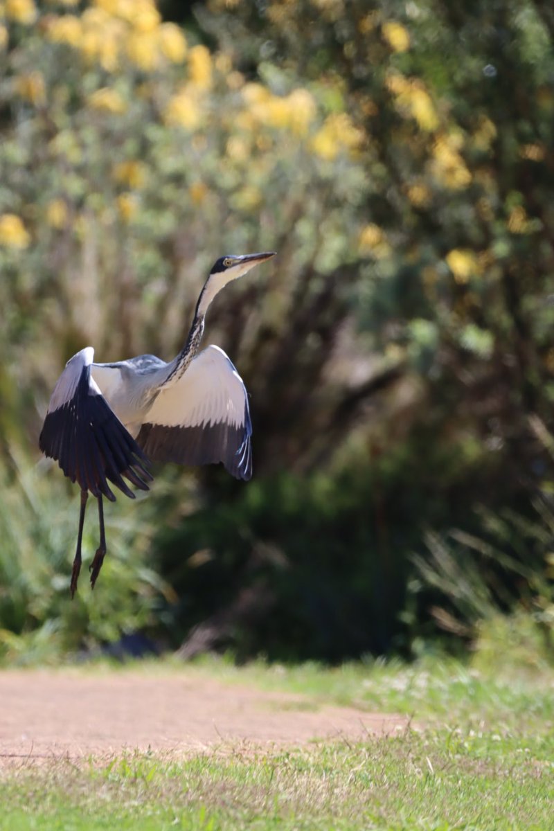 Cfengwong1960's tweet photo. Black headed heron #birdwatcher #nature #friends #PictureOfTheDay #animal #earth beatiful
#arizona #woodpecker #wildlife#birds #birding #PostABird
#LockdownBirding #photography #BirdTwitter
#naturephotography #birdphotography #WeLoveSouthAfrica #SouthAfrica https://t.co/YfaZePbLFX