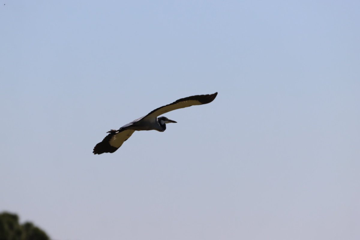Cfengwong1960's tweet photo. Black headed heron #birdwatcher #nature #friends #PictureOfTheDay #animal #earth beatiful
#arizona #woodpecker #wildlife#birds #birding #PostABird
#LockdownBirding #photography #BirdTwitter
#naturephotography #birdphotography #WeLoveSouthAfrica #SouthAfrica https://t.co/YfaZePbLFX