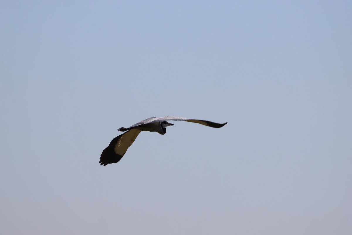 Cfengwong1960's tweet photo. Black headed heron #birdwatcher #nature #friends #PictureOfTheDay #animal #earth beatiful
#arizona #woodpecker #wildlife#birds #birding #PostABird
#LockdownBirding #photography #BirdTwitter
#naturephotography #birdphotography #WeLoveSouthAfrica #SouthAfrica https://t.co/YfaZePbLFX