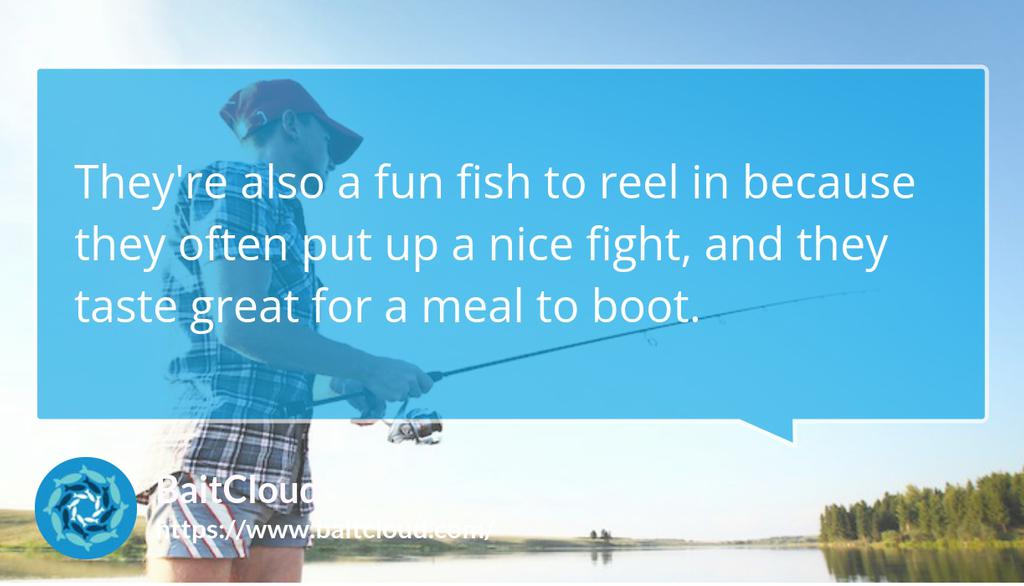 BaitCloud Fishing Corporation tweet media