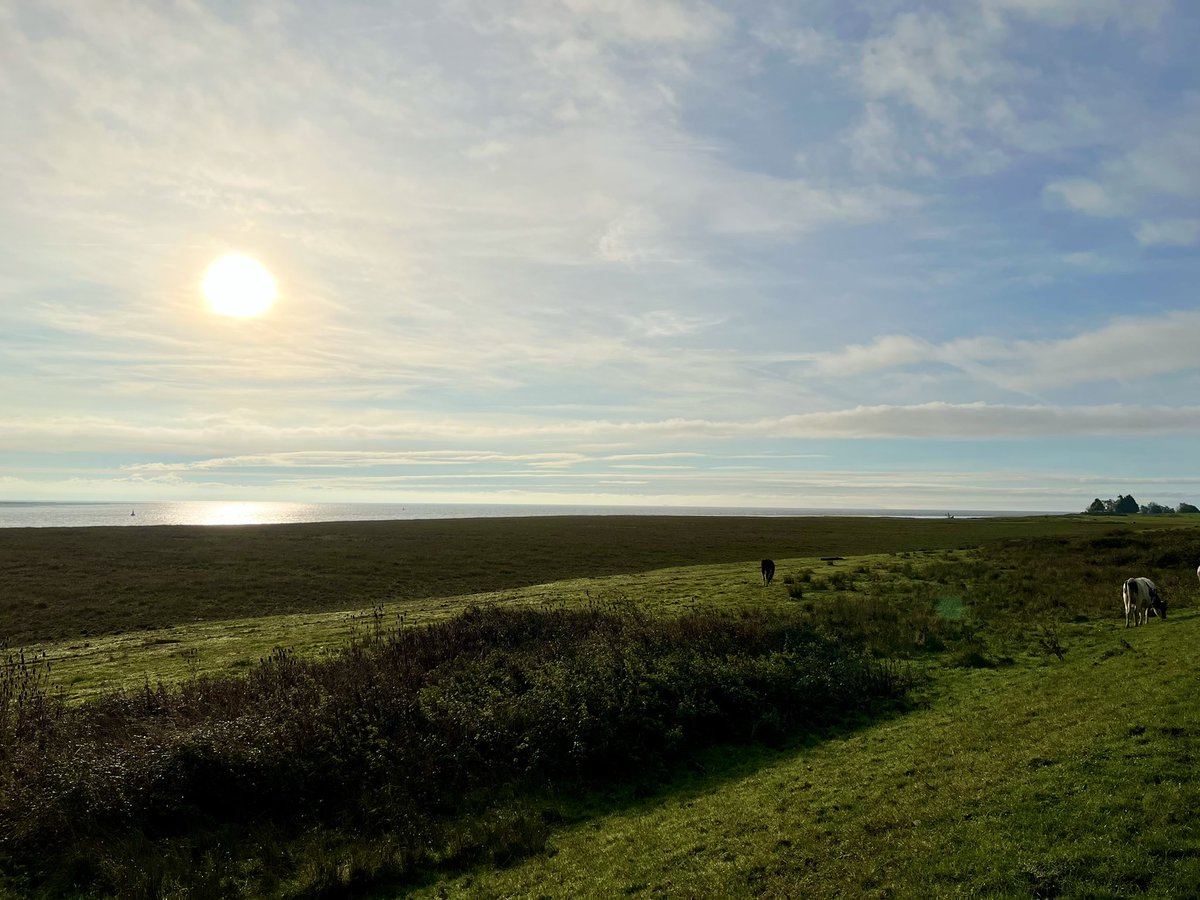 Muddy run to the beach early this morning. Hoping to get the best sunbathing spot but they were all taken 🐄 🐄 🐄 🐄 
#typical #cows #coastalrun #Newport #views #ukrunchat <a href="/pjc_1000/">Portsmouth Joggers</a>