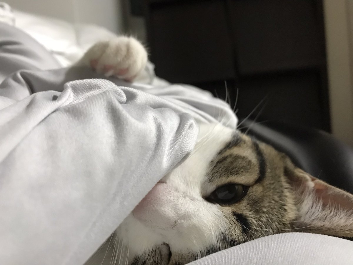 asuka_mate's tweet photo. 癒し投下💣

#猫のいる生活 https://t.co/mmjly5BlWH