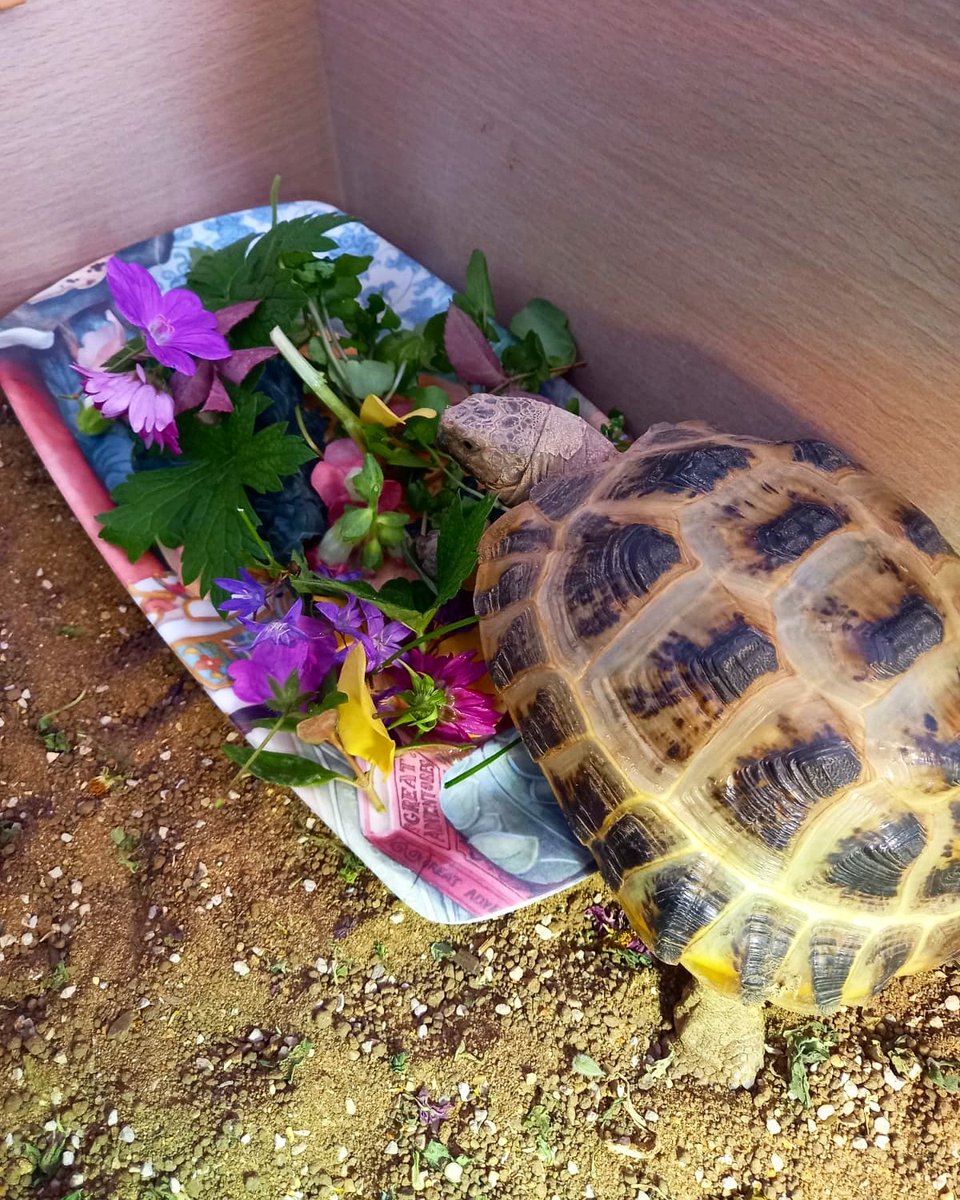 🐾 Tortoise of the Day 🐾

Luna is a lovely tortoise who is being cared for by our volunteer. She loves food and if she wants attention, she will nibble your toe! How cute is she 😍
Thanks for sharing about Luna!