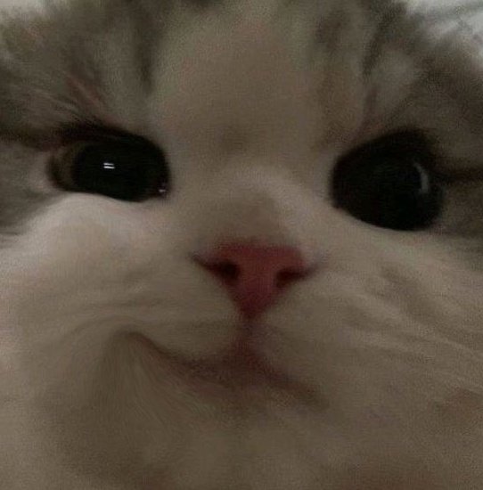 ก้มาดิคุนเหมียว             ไอ่หมาน้ำลายไหล