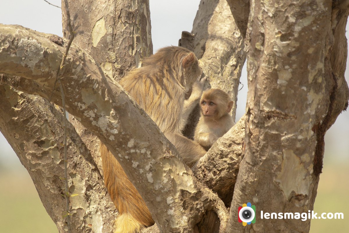 np_photographer's tweet photo. Rhesus Macaque https://t.co/FOz7CEyzNN Indian Monkey #rhesusmacaque #indianmonkey #rhesusmonkey #intelligentmonkey #monkeybite #monkeywithbaby #animalintheirenvironment https://t.co/ljmSxpn9vi