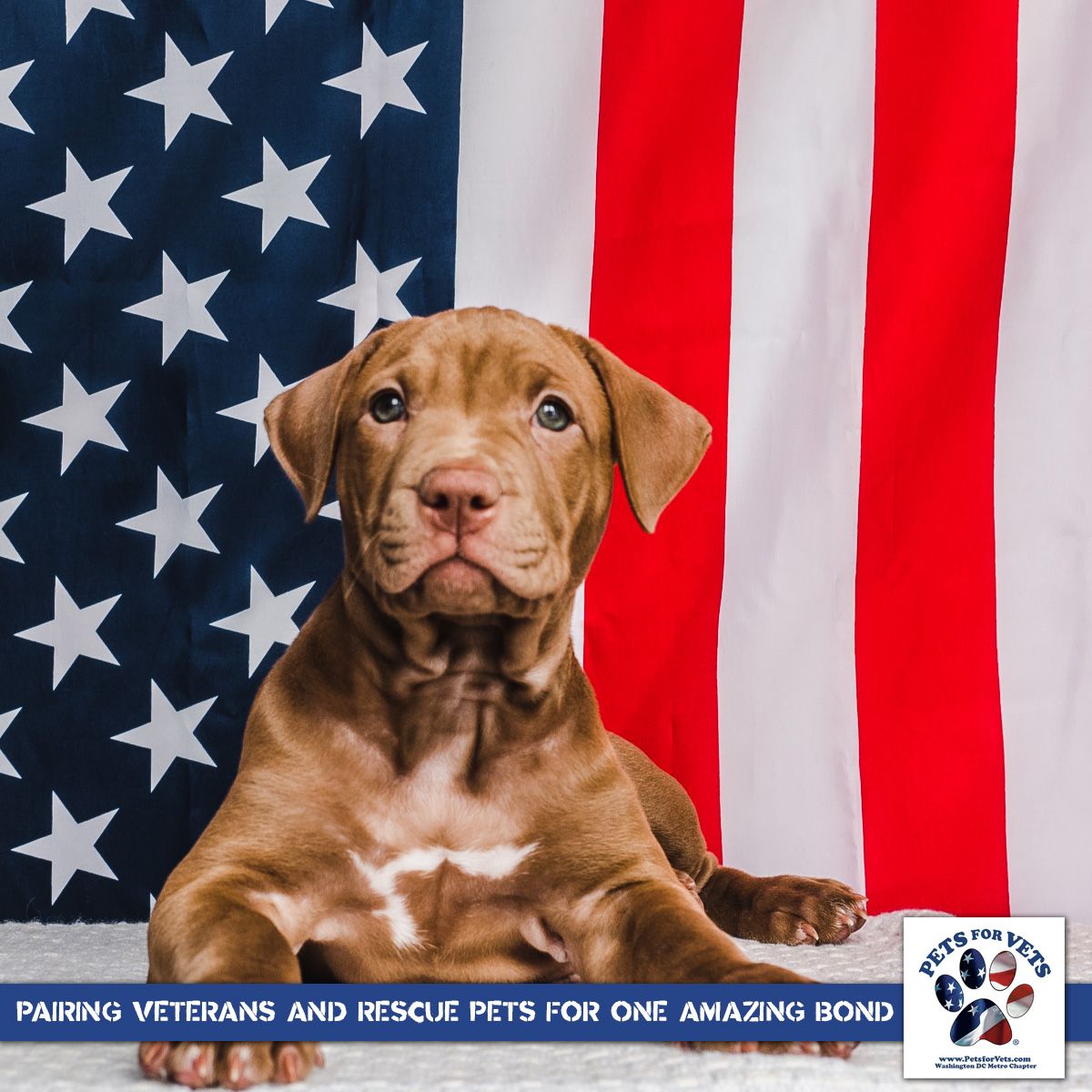 PetsforVetsDC's tweet photo. Not only should we thank the military this Veterans Day, but we should resolve to thank them throughout the year for the vital service they perform for our country.
THANK YOU!! 🇺🇸 https://t.co/u0u3sqA6et