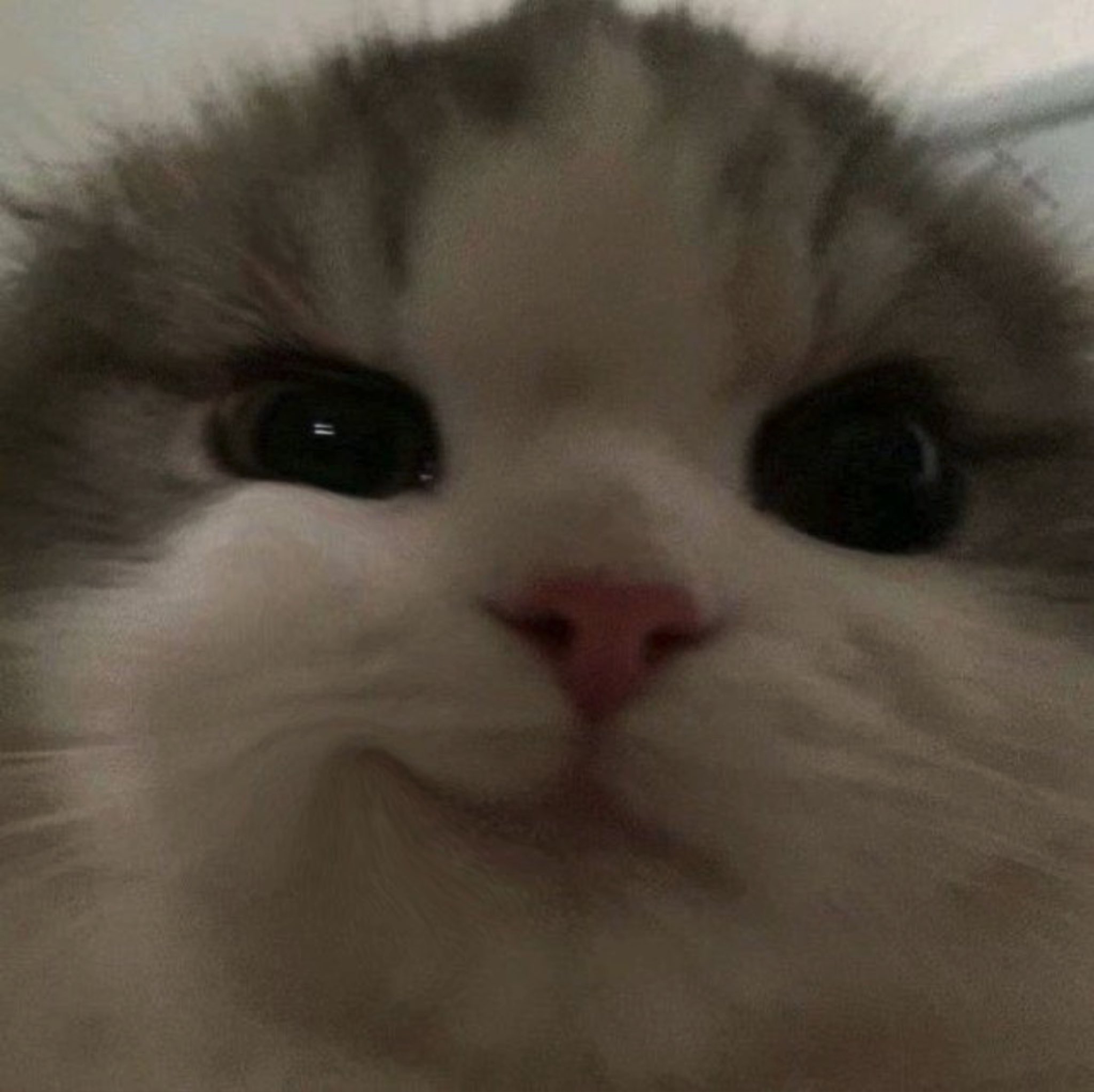もふもふ動画 猫さん渾身のドヤ顔が可愛い T Co Gdx2hluw7j Twitter