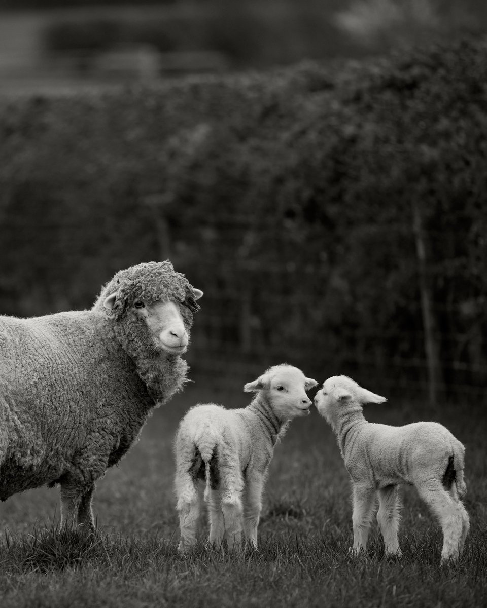 ‘The collection marks the culmination of a journey I embarked on many years ago: beautiful garments of the finest quality, grown on the farm that has been my purpose and my passion for that time.’ - Carole Bamford