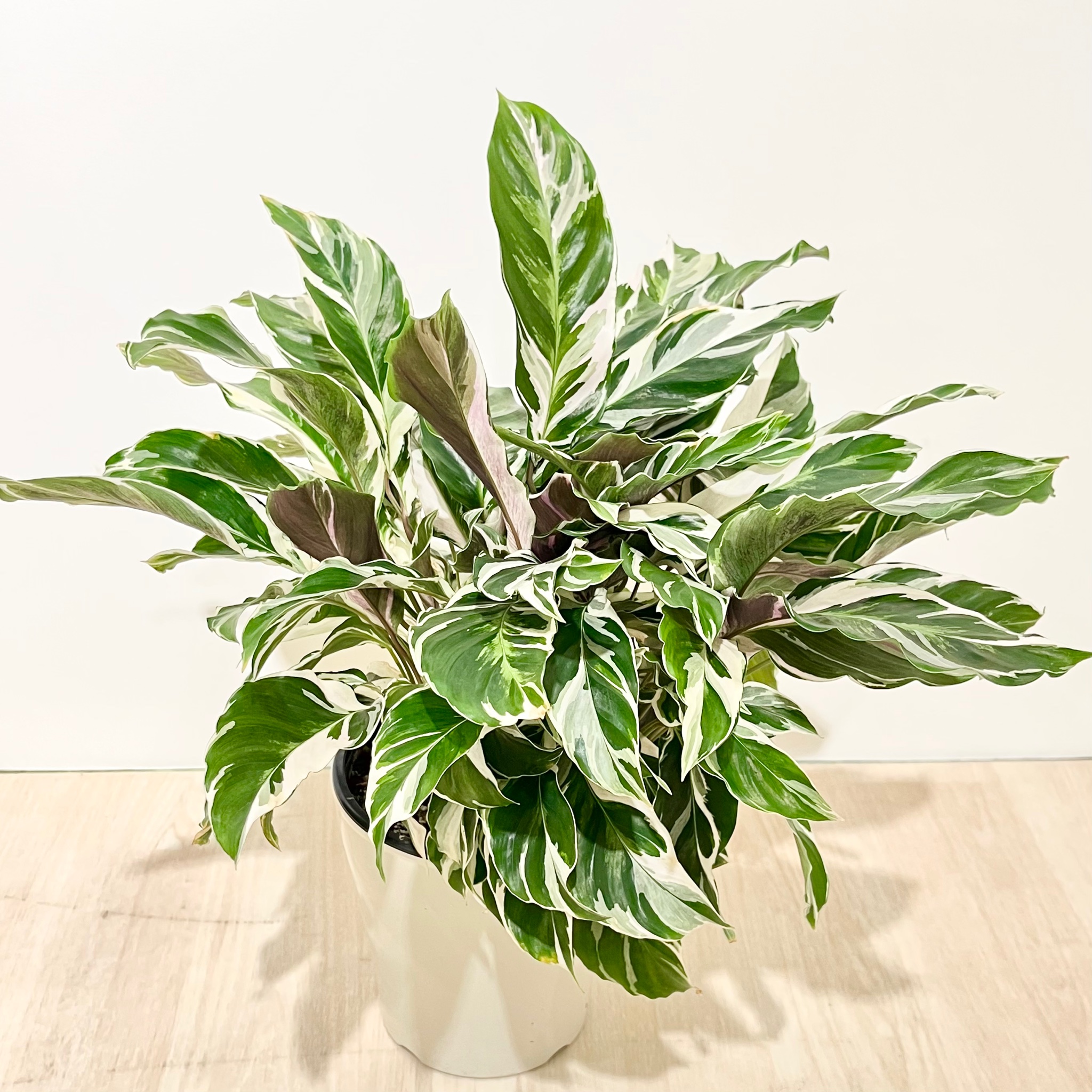 観葉植物 ボタニカルラウンジ Onlineショップopen カラテア ホワイトフュージョンが ボタニカルラウンジ全店に入荷 西武池袋店 そごう横浜店 そごう大宮店 繊細で複雑なもようの葉は 植物好きを魅了してやまない人気種 葉の裏もほのかなピンクで