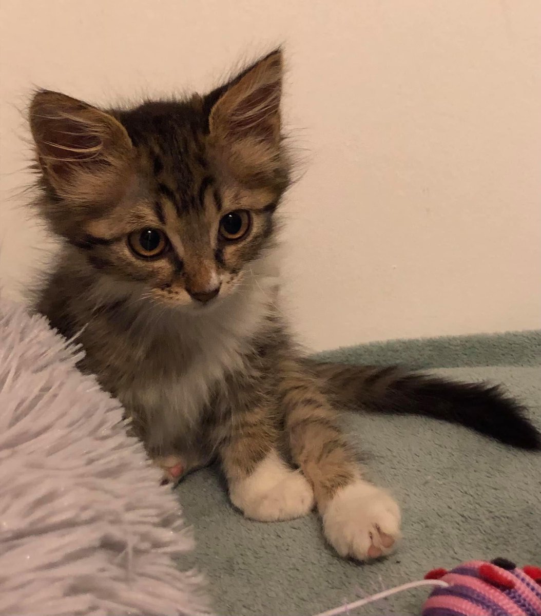 Turi80817477's tweet photo. À l’adoption ! 

📞 0610084313. https://t.co/7eyNCumjs1
