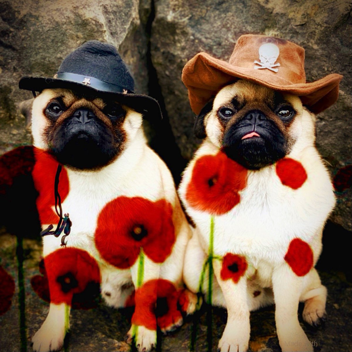 Two minutes of silence equals respect. 

#RemembranceDay2021 

#pug #Rememberenceday #lestweforget2021