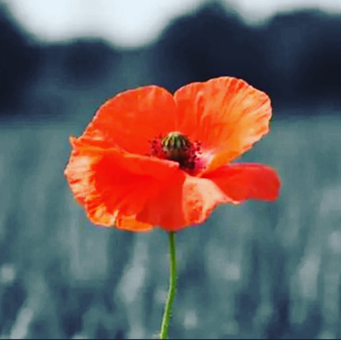GCWilderness's tweet photo. Lest we forget. Thank you for your service. #gratitude #RemembranceDay2021 https://t.co/BZvlyl5raA