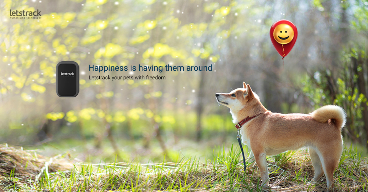 letstrackltd's tweet photo. LETSTRACK YOUR PETS
WITH FREEDOM 
Whether you are a dog person or a cat person, we can’t deal with our lovely pets going out of our sight.
#Letstrack #pets  #smile #happiness #tracking #GPS #familycomefirst #security #Tracker #gpstracker #technology #car #PetCare https://t.co/4bZWsVS5DX