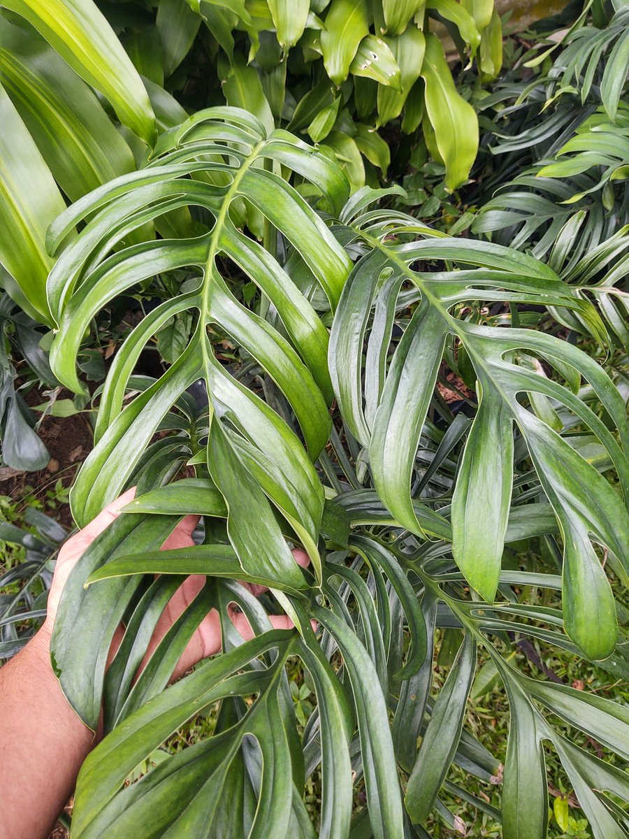 Ya conocían está monstera? En la primer imagen esta bebé y la según es cuando está totalmente adulta. 

#Monsterapinatipartita