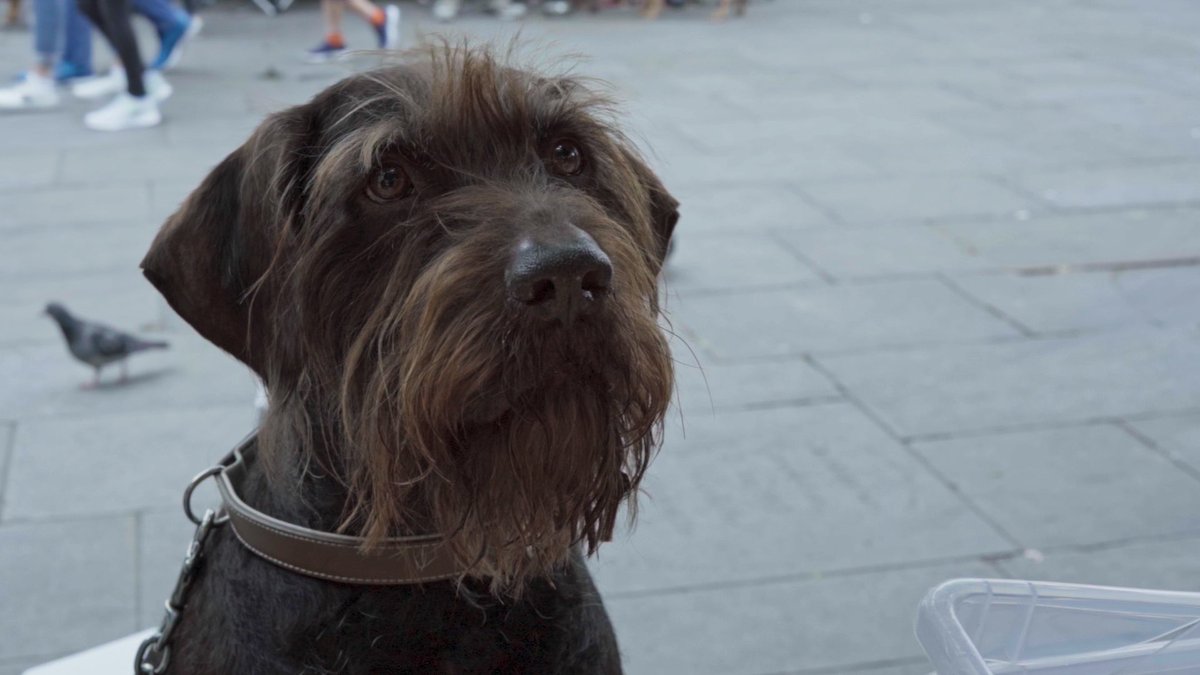 glasgowfilm's tweet photo. Just announced 🐶

We're excited to bring you a special screening of YEAR OF THE DOG, a powerful documentary about the bonds between people experiencing homelessness and their dogs.

Followed by a Q&amp;A with director @paulsng 

🎟️ Book your tickets: https://t.co/oM5AGHJnee https://t.co/zH9L9ZdyZD
