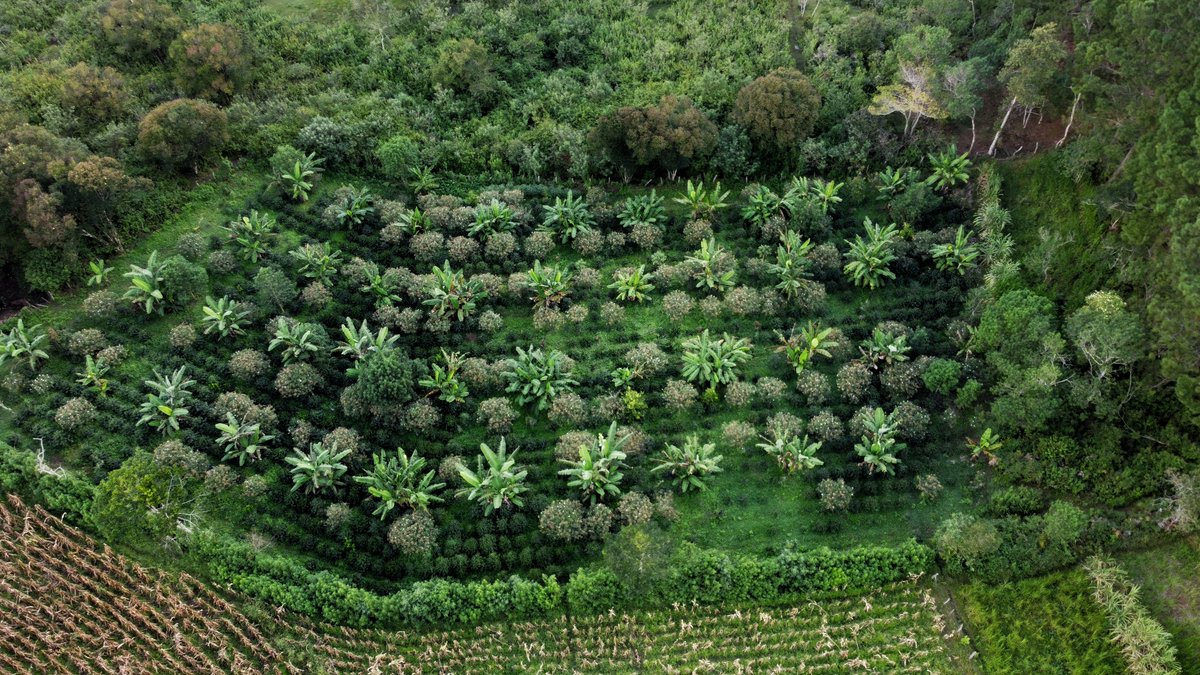 SNVCAMERICA's tweet photo. Este 12/11 entregamos resultados del Proy. #AFCIPRA a representantes de actores locales del territorio en #Honduras.
882 productor@s redujeron su vulnerabilidad ante el #CambioClimático con apoyo en inversiones, capacitación y AT en prácticas de Producción Resiliente de Alimentos https://t.co/DXFmdsmkxg