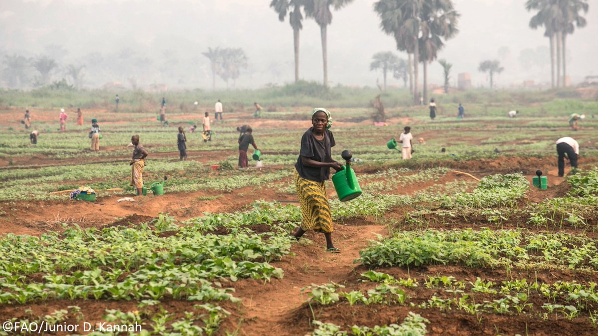 27 million people face crisis or emergency acute food insecurity conditions in #DRCongo, according to a new report by <a href="/theIPCinfo/">The Integrated Food Security Phase Classification</a>.

<a href="/FAO/">Food and Agriculture Organization</a> and <a href="/WFP/">World Food Programme</a> warn the situation could worsen in the coming months without urgent scaled-up humanitarian assistance.

🚨 bit.ly/3n1bXHk