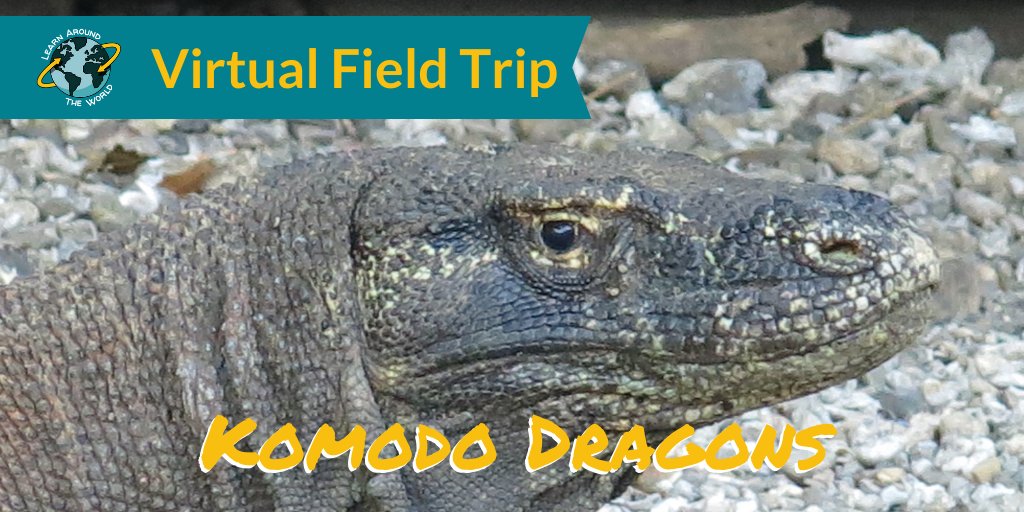learnATW's tweet photo. Dec. 3 | This free #virtualfieldtrip is an adventure to Komodo National Park. You'll learn about the world's largest lizard, but watch your step because you are on the menu on Komodo Island. Register at https://t.co/H3Dgjv4aj3
#ksedchat #FLedchat #K12 #ElemSchool #cblchat #digcit https://t.co/3Cc05dszsQ