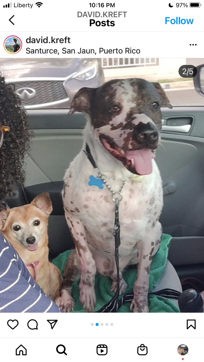 FarodeAnimales's tweet photo. Ayúdenos a encontrarlo SANTURCE / Calle San Jorge -Cerca del Hospital- Villa Palmeras, Calle Aponte, Calle Las Flores y áreas cercanas.  Área San Mateo y Pulguero 
#JOB—>SE ESCAPÓ 10 de Noviembre 2 pm
COMPARTE - SHARE 
 787-587-3925
#LostDog #findmydogpr #Santurce #perroperdido https://t.co/FPfN8ybyVW