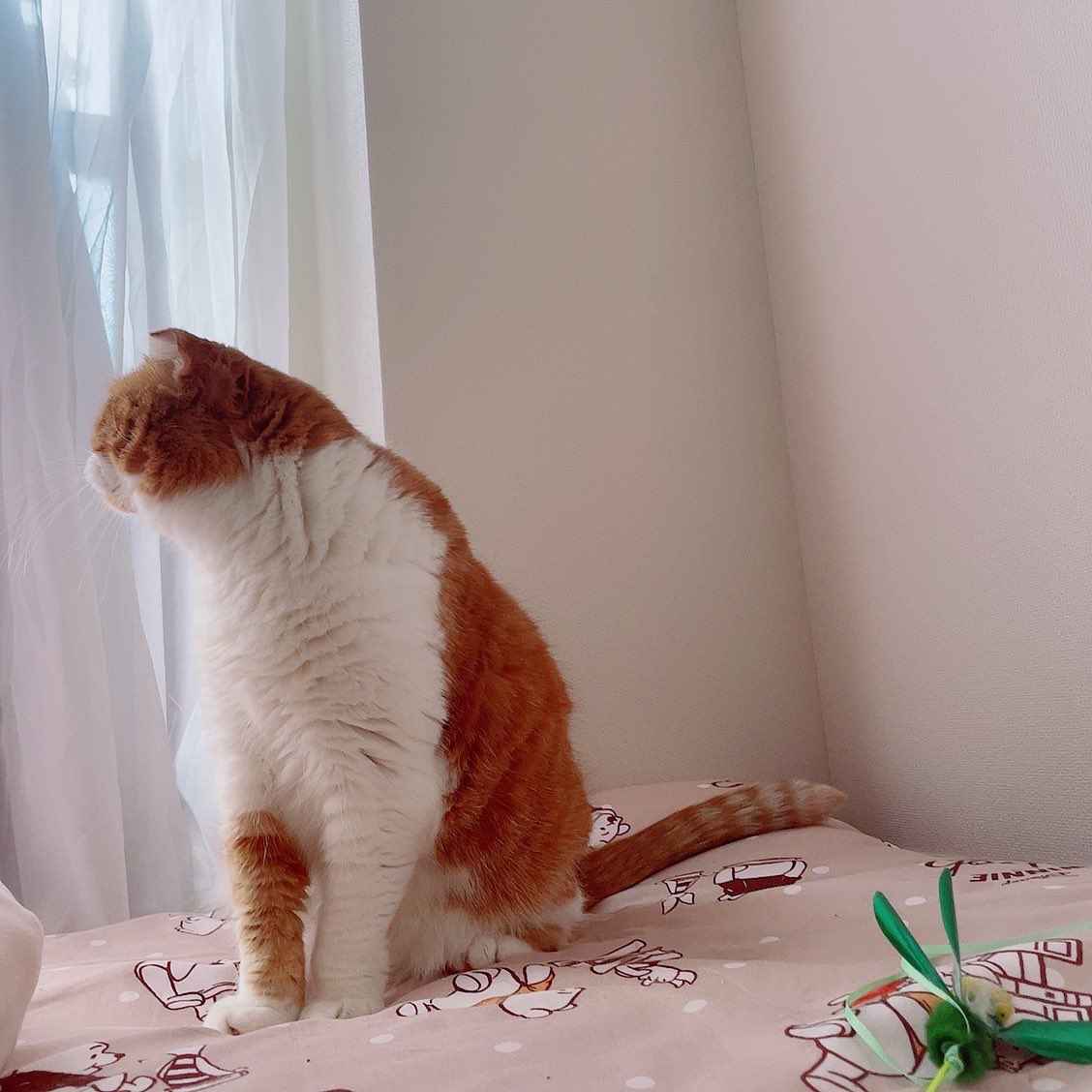 omogajitan's tweet photo. 黄昏おもち🐈

.
#おもち
#スコティッシュフォールド https://t.co/8dTk85ShmQ