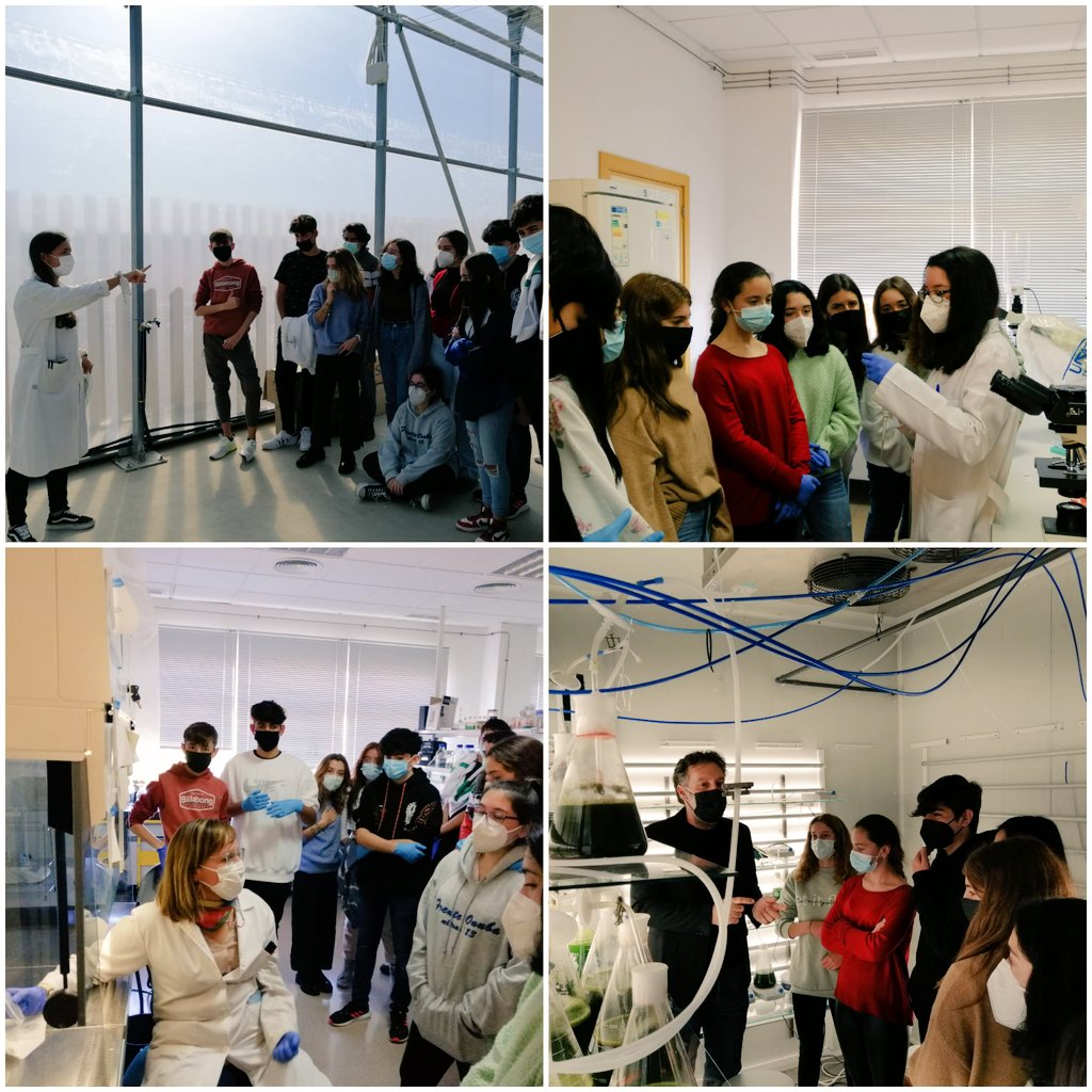 BITAL Algae Group tweet media