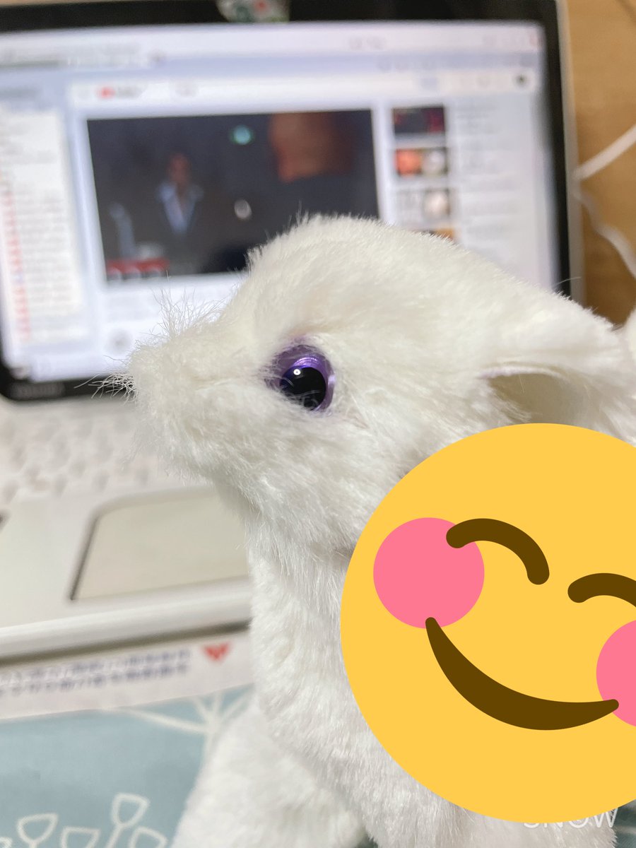 CC_seed's tweet photo. お久しぶりの小鞠狐ちゃん！もこもこしてきました🥺💕 https://t.co/ix8RmOpEFf