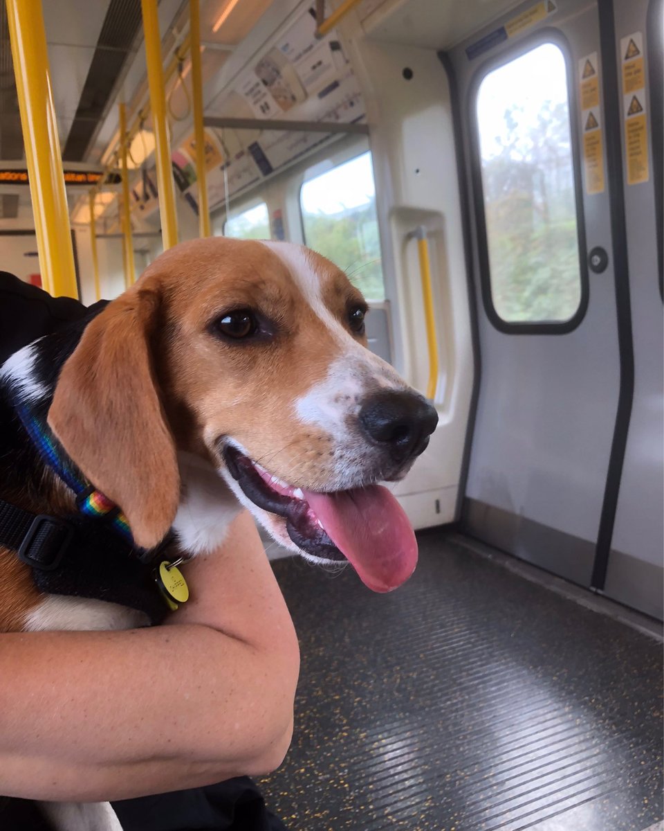 beaglefacts's tweet photo. Every space can be brightened by the presence of a #beagle. 🐶❤️ #beaglefacts 

📷 @rescuedogdexter / Twitter https://t.co/gJaZQAhKhh