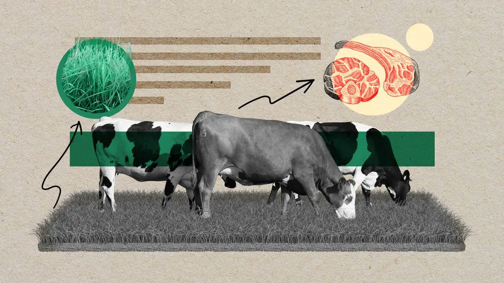 Carne de pastizal: la ganadería que puede ser buen negocio y amable con el ambiente
agroalimentando.com/nota/14003