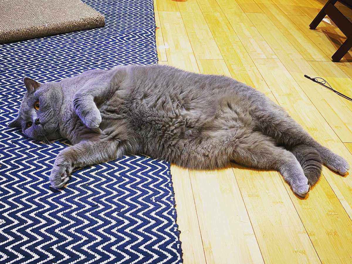 JoleneTheCat's tweet photo. A boy and his belly https://t.co/trzmbxleRO