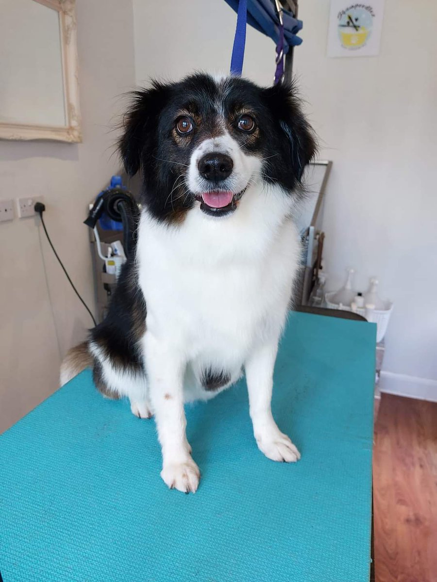 CassyThePATDog tweet media