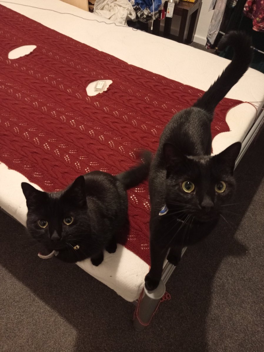 @SusanCalman @Debbie_Wartnaby My black panthers say hi too! Here they are helping out with a knitting project...