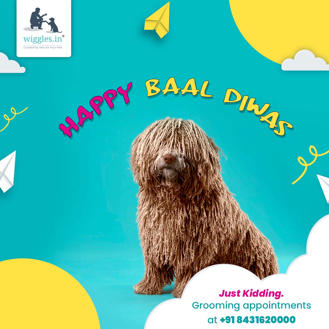 WigglesIndia's tweet photo. Never let your furbaby have a bad hair day, gift them a grooming package this #ChildrensDay ๐
.
.
.
#childrensday #children #dogrooming #petcare #dogs #dogsoftwitter #pethealthcare #partnersinpethood #catgrooming #wigglesindia #childrensday2021 https://t.co/uMNXeWPB0N