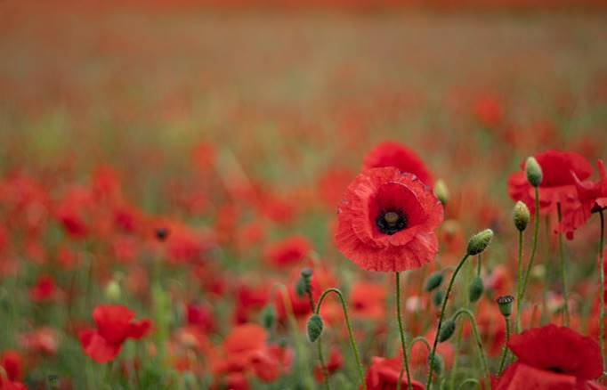 Lest we forget. We're incredibly thankful to those who have given their lives for our freedom and hope you'll join us, and Canadians across the nation, in a moment of silence today. #lestweforget #remembranceday #thankyou