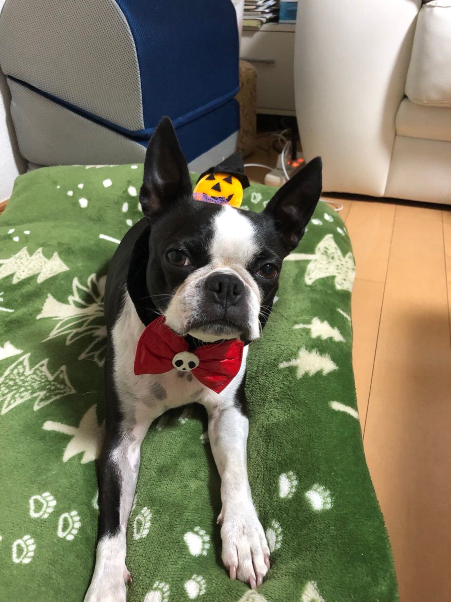 Perro_Donar's tweet image. #ハロウィン #ボストン #チワワ 
先日のハロウィン🎃は仮装しちゃったよ🥸